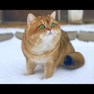 Meet your Posher, Anh